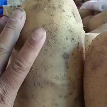 青海海东精品沃土5号土豆产地直发一手货源批发价格便宜