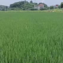 大量水稻田出租