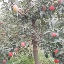 昭通红露苹果