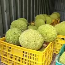广东化州水果之乡特产珍珠菠萝蜜，送礼佳品