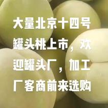 老姚代收，北京十四号罐头桃大量上市欢迎罐头厂，加工厂客商