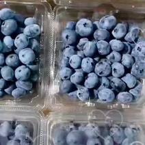 蓝莓大量出白菜价