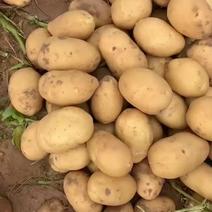 [推荐]陕北沙地土豆马铃薯希森6号土豆产地直发