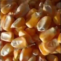 常年供应干玉米粒，供应加工厂及养殖场，品质一如既往，质量