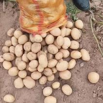 陕北精品土豆规格齐全1到3，2到3，2到4