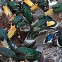 3500羽加黄绿头鸭。