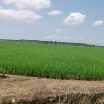 安徽香米种植基地