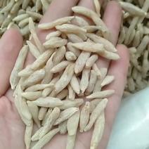 麦冬一手货源，产地直销，大货批发