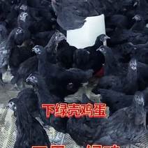 五黑鸡大小都有，公母齐全，支持全国发货
