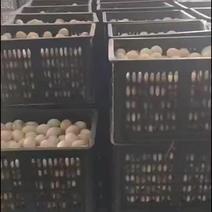 鸭蛋一手货源批发大量供货质量保证超市餐饮对接
