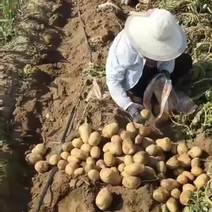 榆林精品土豆淀粉常年供应可视频欢迎来电咨询
