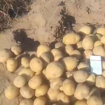 陕北纯沙地土豆大量上市一手货源