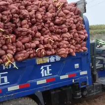 龙九红薯，大量供应，保质保量，欢迎各大老板采购