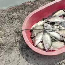 桂花鱼鳜鱼活鱼养殖的有需要我货在扬州高邮塘口价，