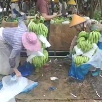 巴西香蕉