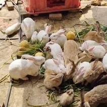 家养兔子