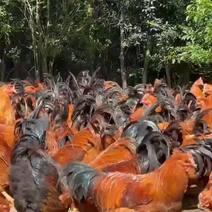 广西钦州走地三黄阉鸡散养每只5-6斤左右8000斤以上包