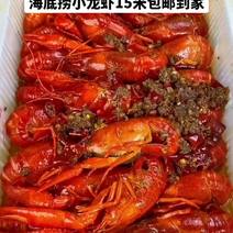 海底捞小龙虾15元【直播专属】海底捞麻辣小龙虾夜宵加热即