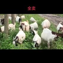 波尔种羊