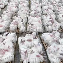 新西兰肉兔，伊拉肉兔，肉兔养殖，肉兔价格