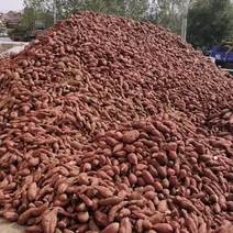 济薯25淀粉型地瓜