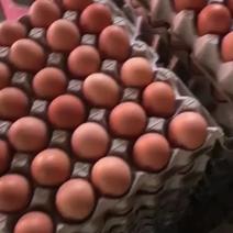 精品红壳蛋，大量有货，欢迎采购