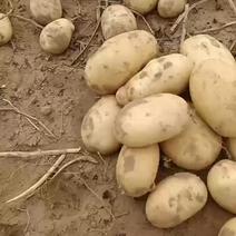 【黄心土豆】陕西榆林产地直发质量保证一手货源欢迎订购
