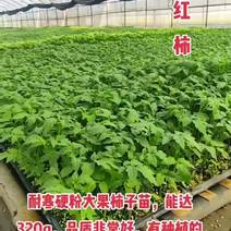 越冬大粉番茄苗，抗病能力强，产量高，量大从优