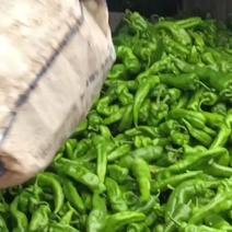 甘肃牛角椒大量有货，产地直供，一手货源，实力代办