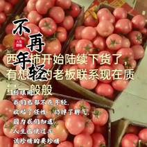 江苏连云港西紅柿，基地种植，大量有货，量大有