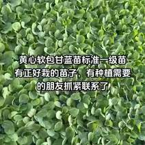 韩绿甘蓝苗品种齐全，量大从优，支持全国各地发货