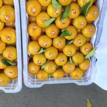 东江湖蜜橘大量有货，精品货需要的老板可以我