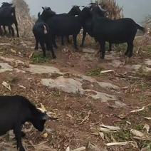 贵州黑山羊活羊发往全国可视频来电详谈