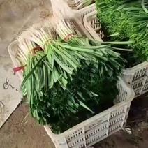 【实力】山东精品水洗青蒜苗大量上市，货源充足，可视频看货