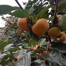 眉县太白山下精品脆柿浓重上市中