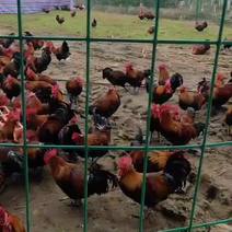 生态放养粮食鸡