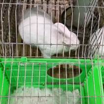 白色兔子养殖，肉兔养殖，养兔子