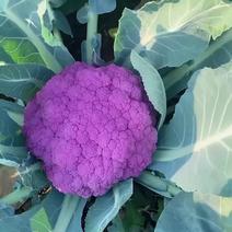 紫菜花紫色花椰菜