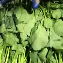菜苔上海青菜苔黑叶白广东菜芯白菜苔菜头菜花油菜苔