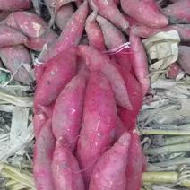 大量供应安徽烟薯25全国发货，万亩红薯基地全部都是一手货