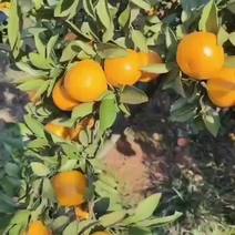 湖南高山蜜橘大量现货，欢迎全国各地老板前来采购，支持全国