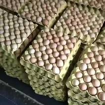 黑凤双色土鸡蛋林下散养土鸡保质全国发货欢迎电联