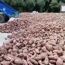 淀粉红薯商薯19，济薯25，西瓜红，大量供应需要的老板联