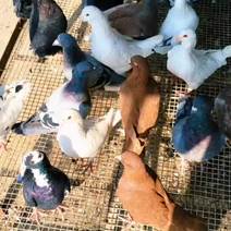 各种品种肉鸽白羽王落地王米马斯各种观赏鸽元宝鸽