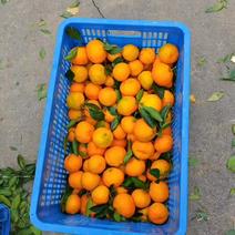 小柑橘皇帝柑茶叶果采摘货源充足支持发货