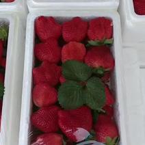 自家种植奶油草莓