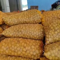 高山马尔科土豆种