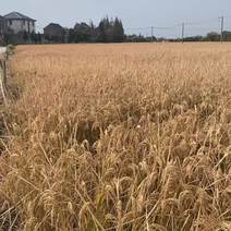 1000亩水稻。