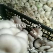 江苏连云港平菇基地的平菇