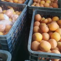 甜橙大量现货60一65精品果二次果供应全国市场